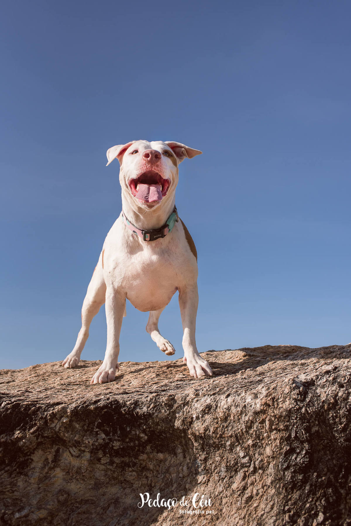Ensaio pet com Pitbul Rio de Janeiro