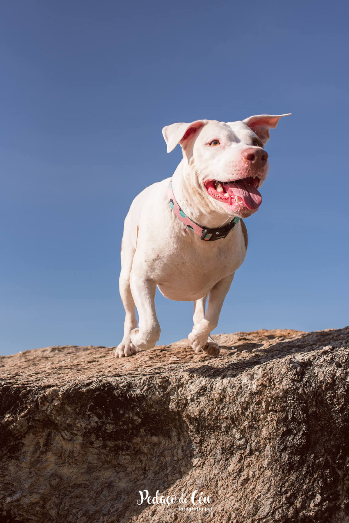 Ensaio pet com Pitbul Rio de Janeiro