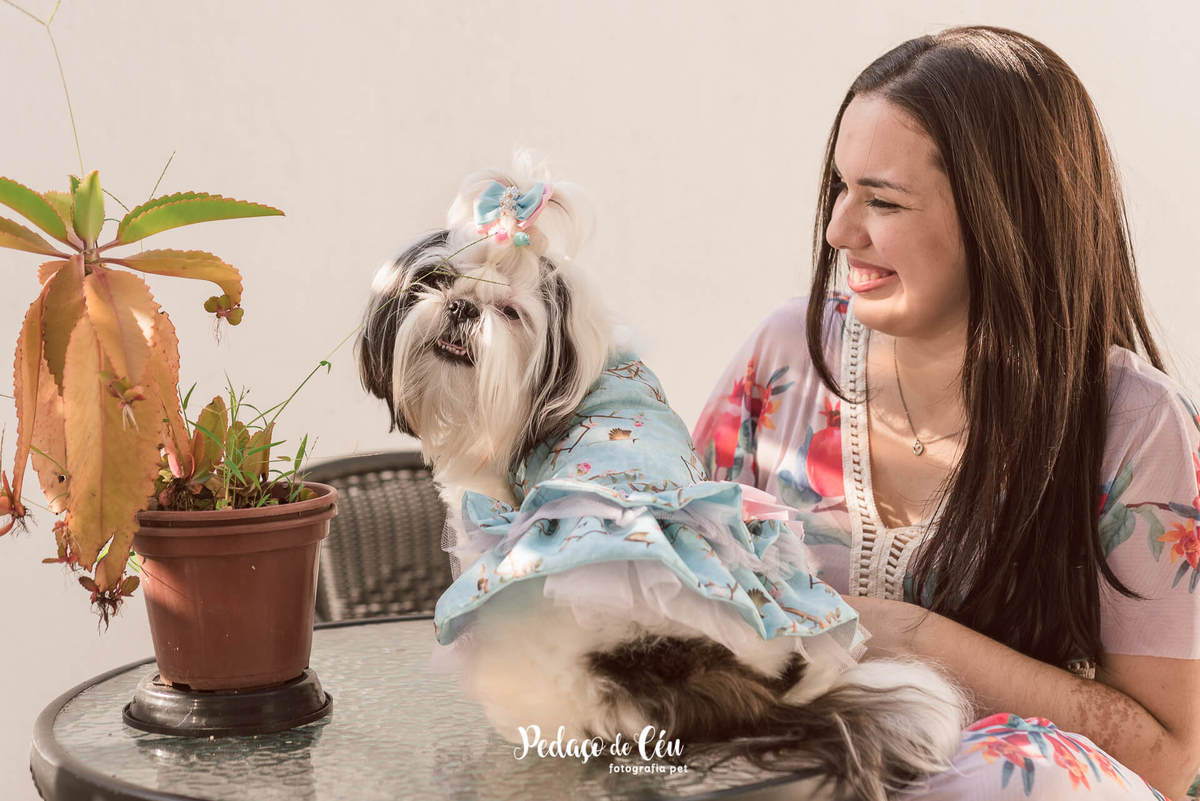 Shihtzu fotografia pet