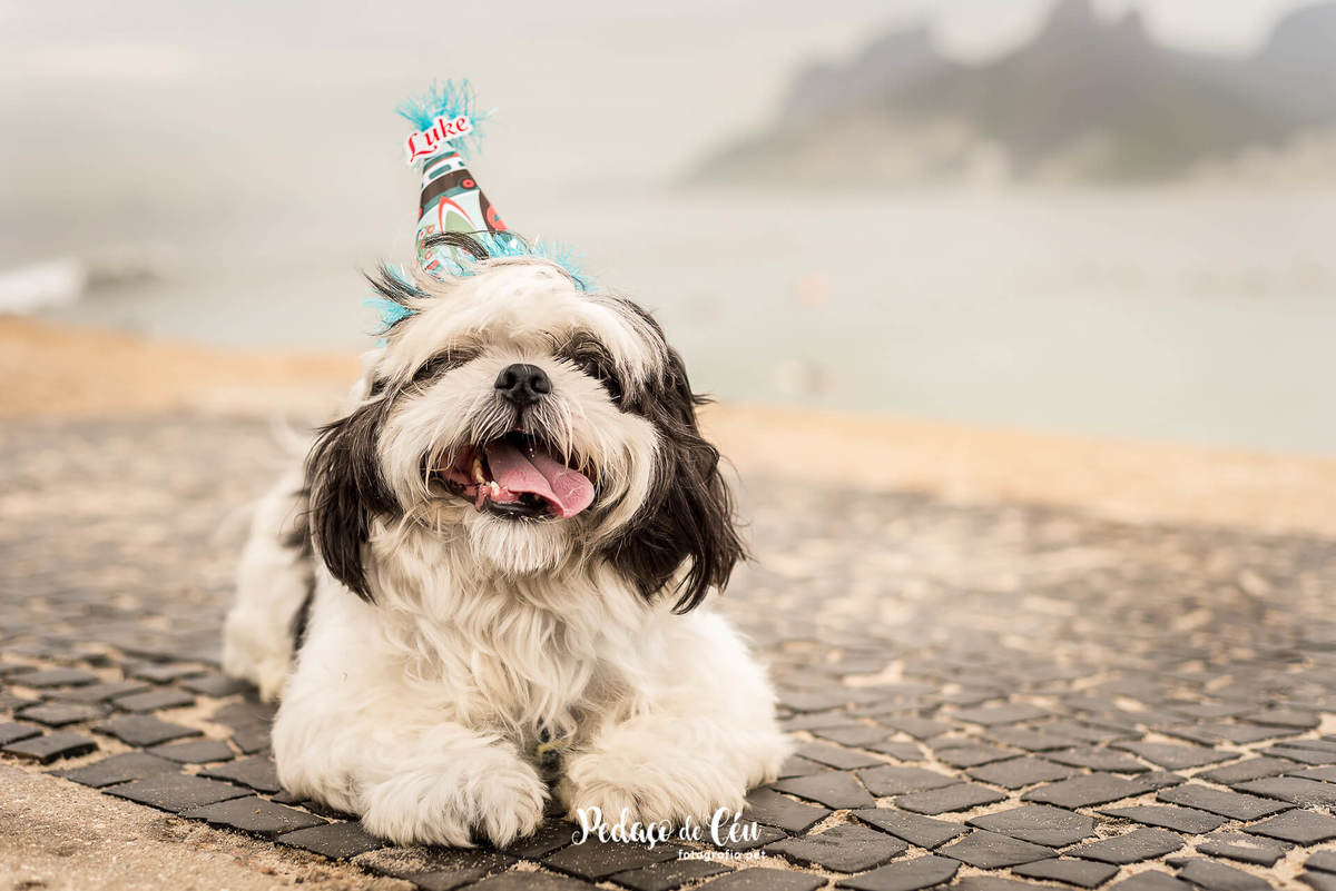 Fotografia Aniversário pet