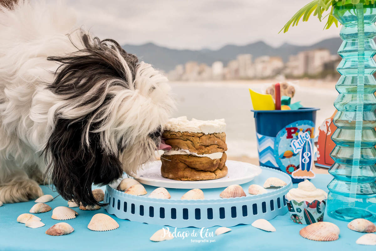 Smash the cake pet
