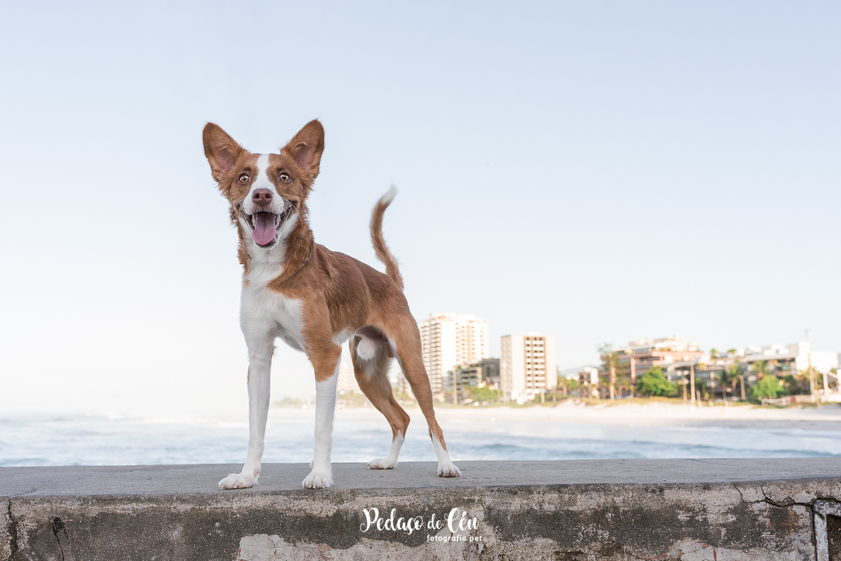 Ensaio pet no Pier da Barra com o Tico