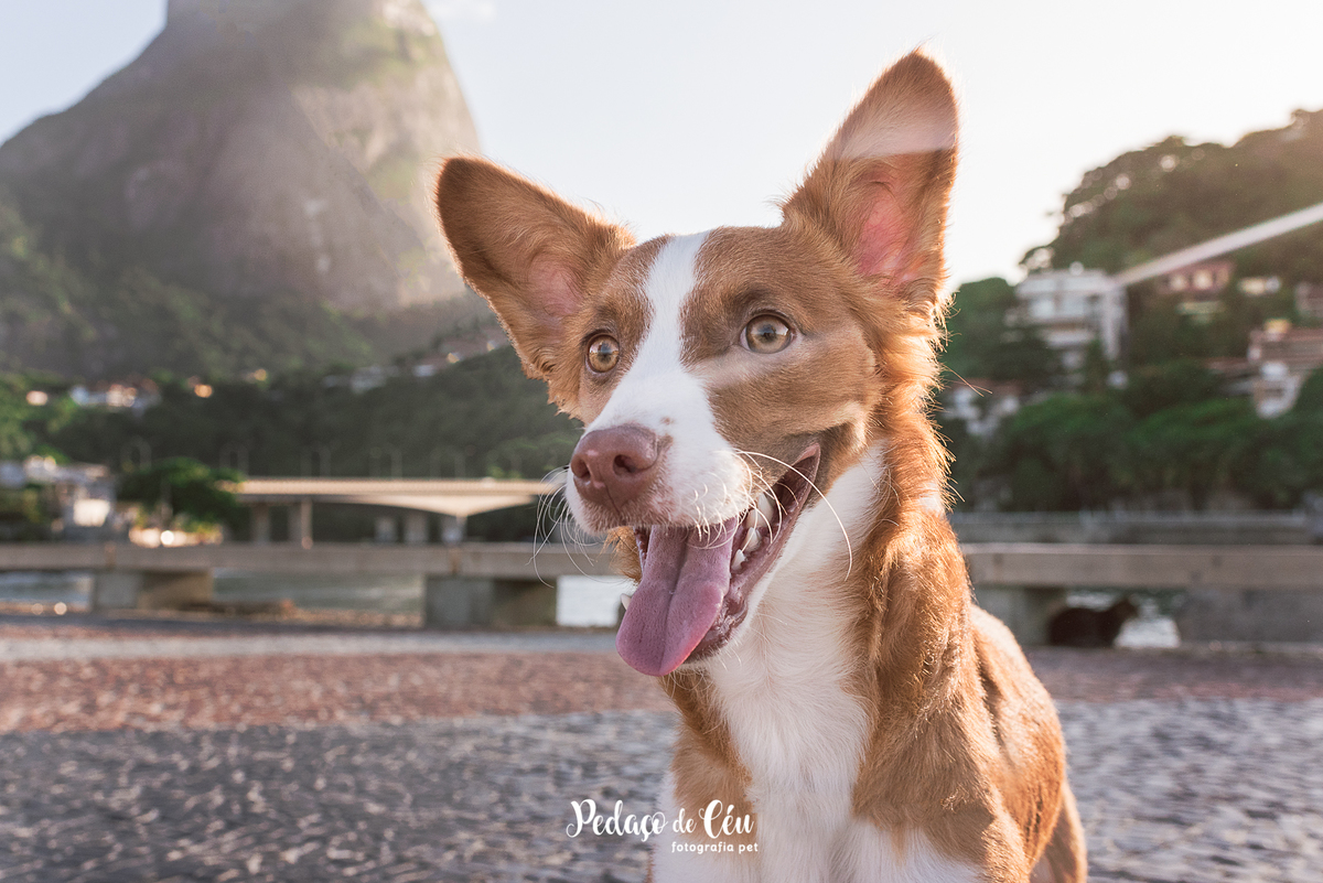 Ensaio pet no Pier da Barra com o Tico