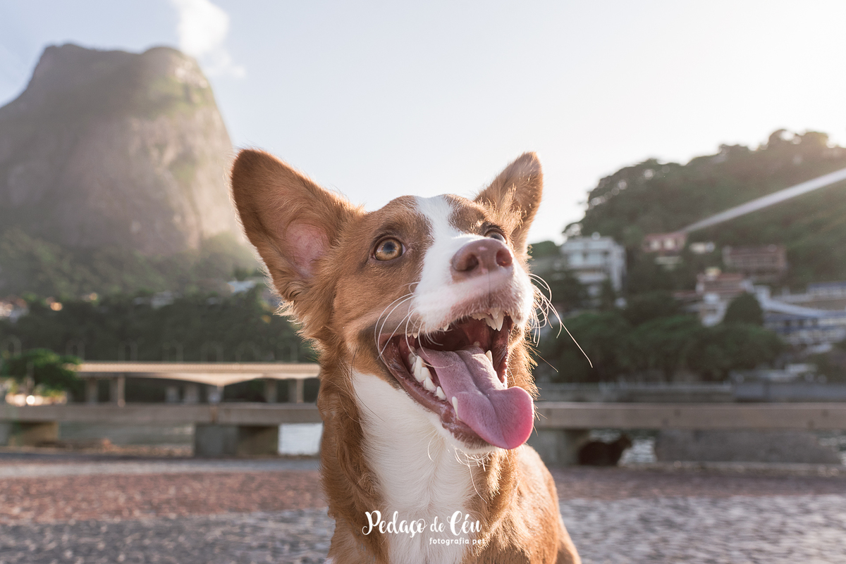 Ensaio pet no Pier da Barra com o Tico