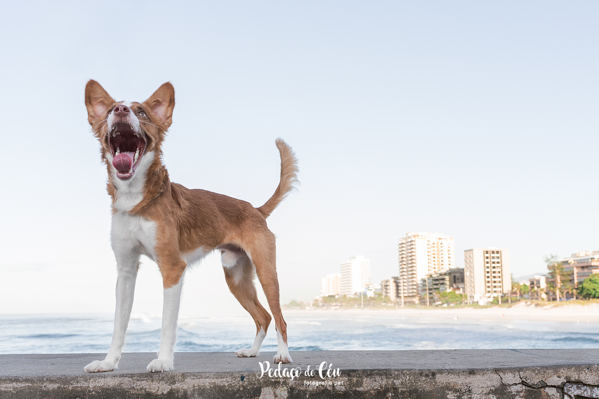 Ensaio pet no Pier da Barra com o Tico