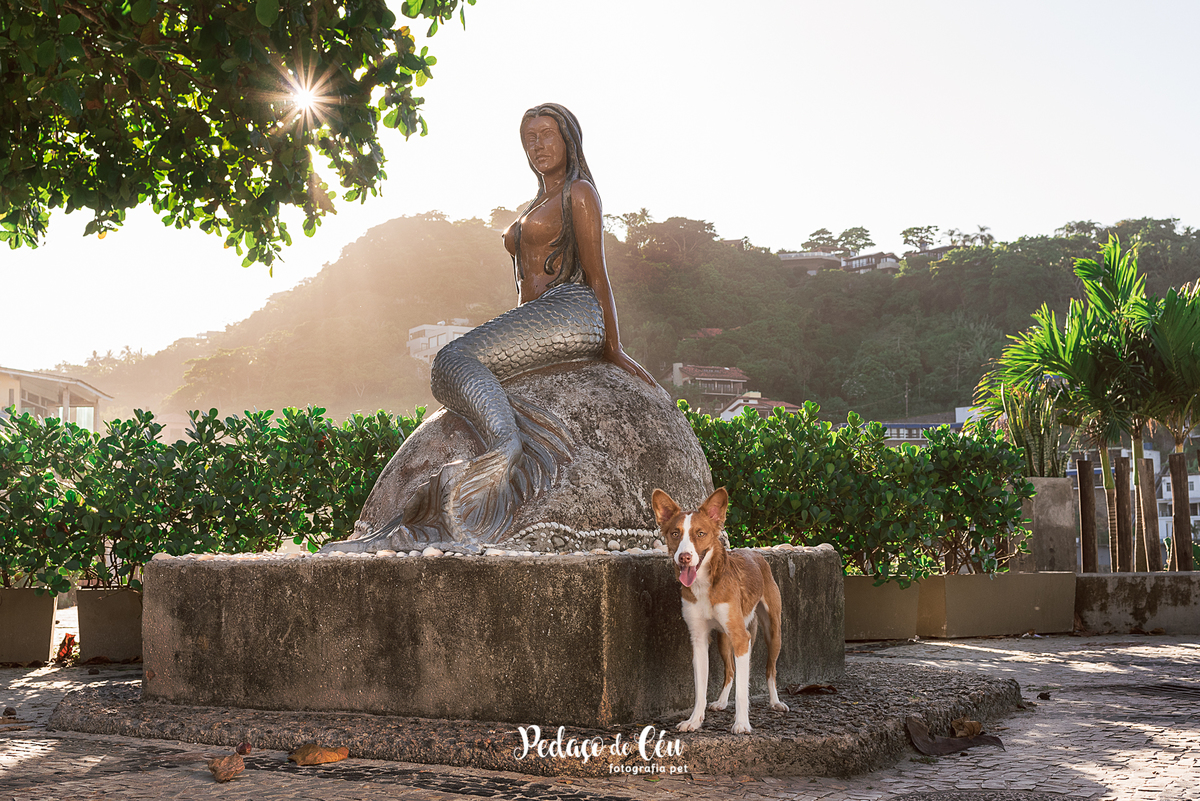 Ensaio pet no Pier da Barra com o Tico