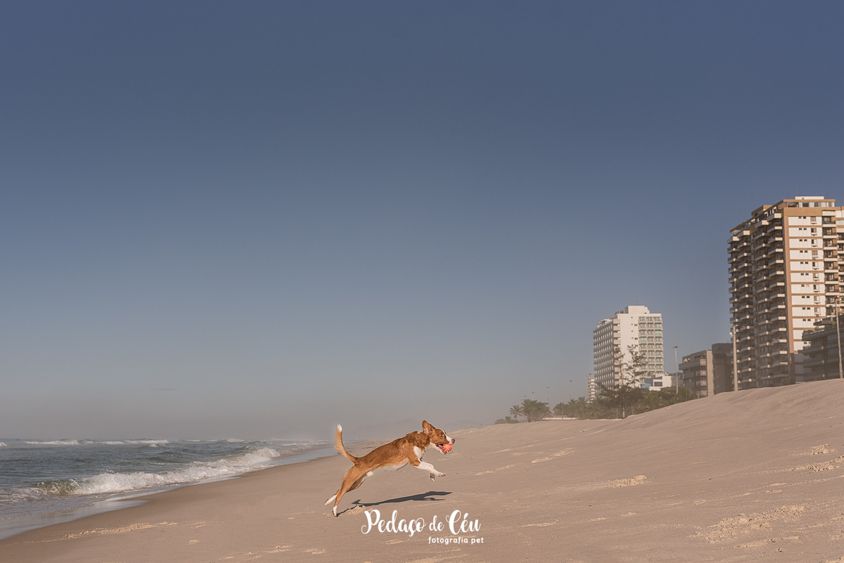 Ensaio pet na Praia do Pepê Barra da Tijuca com o Tico