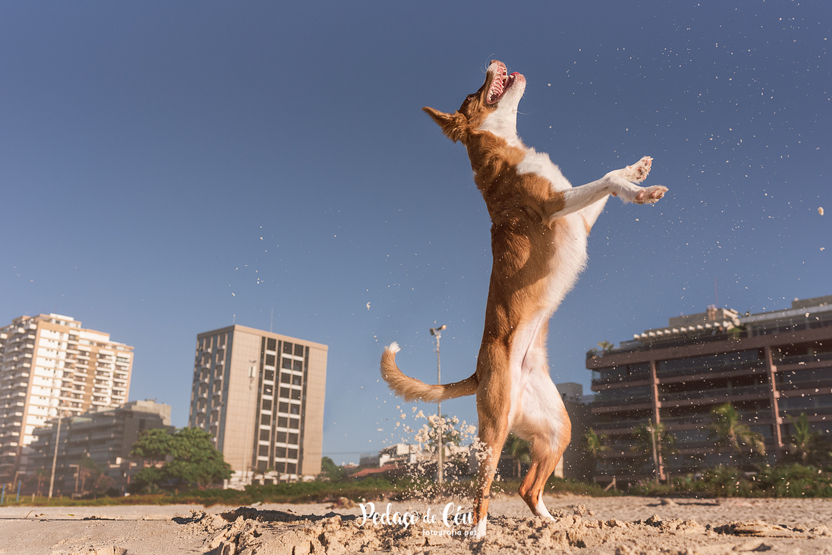 Ensaio pet na Praia do Pepê Barra da Tijuca com o Tico