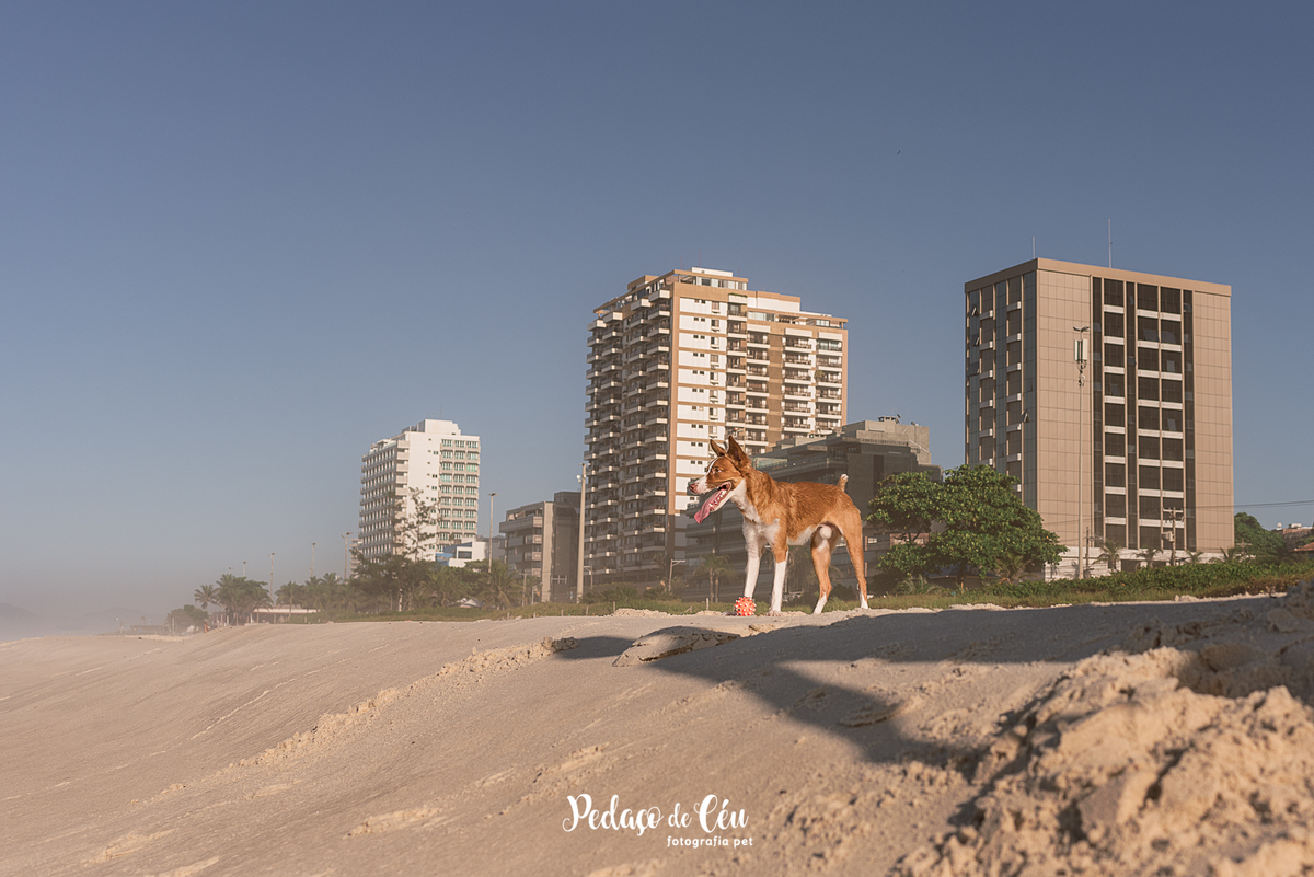 Ensaio pet na Praia do Pepê Barra da Tijuca com o Tico