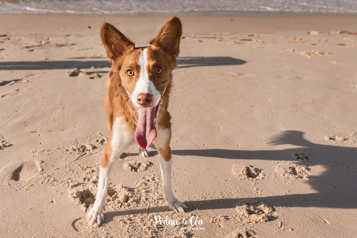 Ensaio pet na Praia do Pepê Barra da Tijuca com o Tico