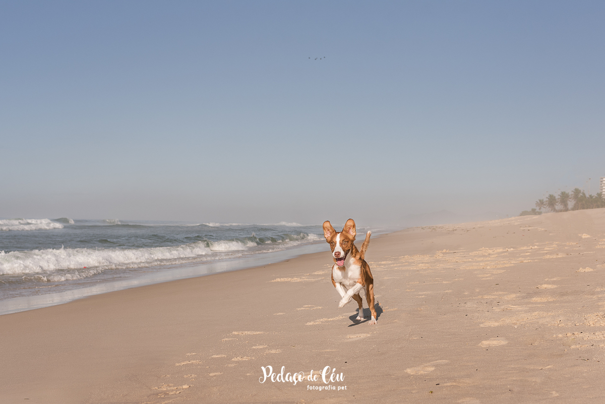 Ensaio pet na Praia do Pepê Barra da Tijuca com o Tico