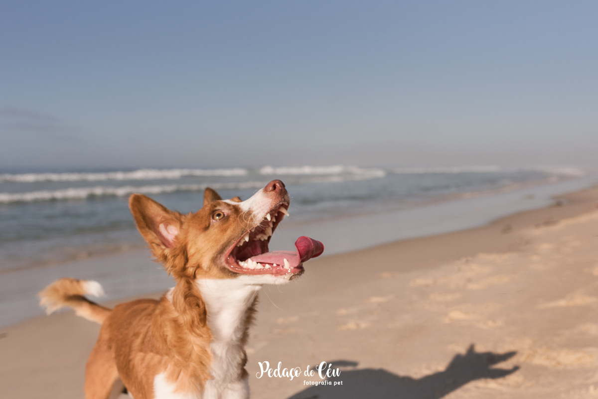 Ensaio pet na Praia do Pepê Barra da Tijuca com o Tico