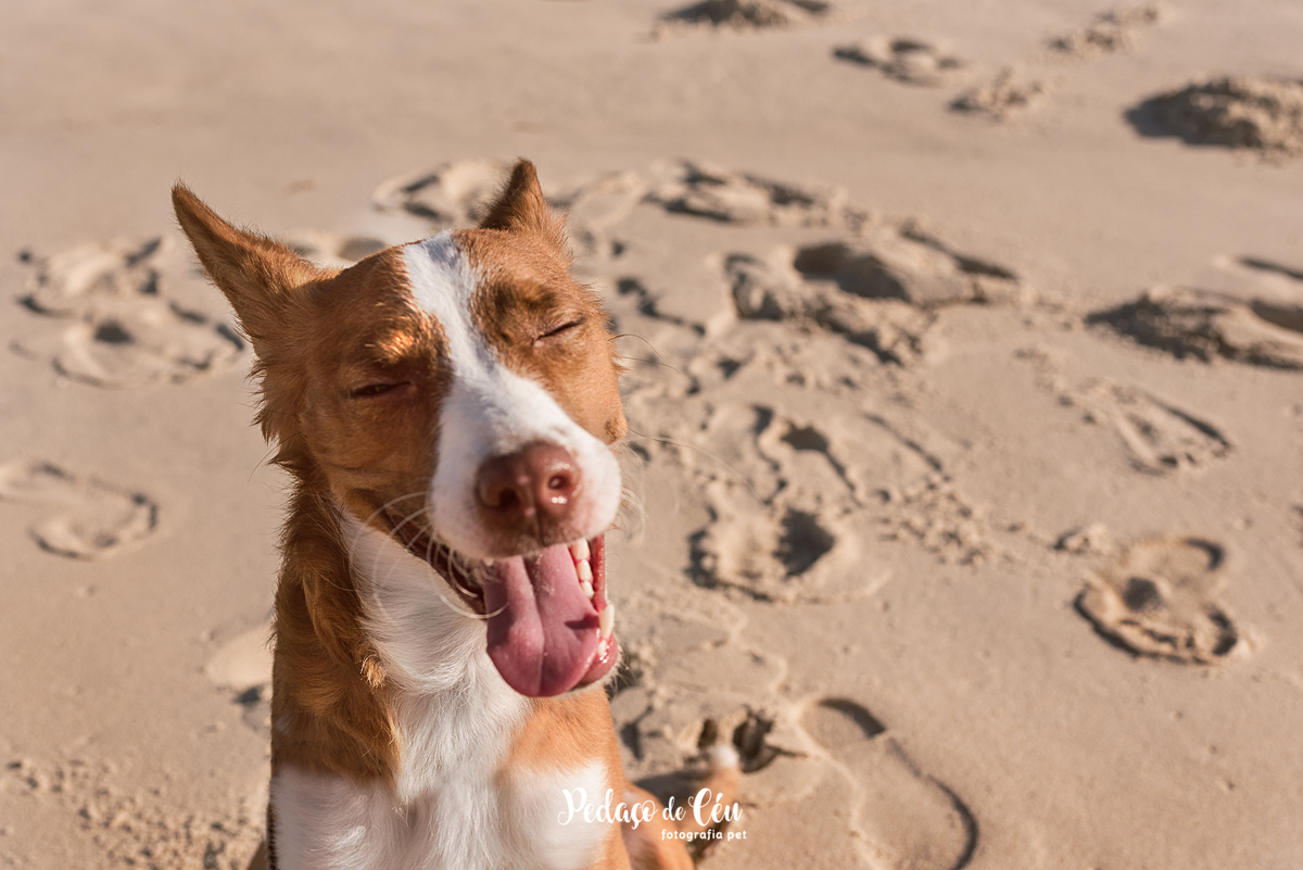 Ensaio pet na Praia do Pepê Barra da Tijuca com o Tico