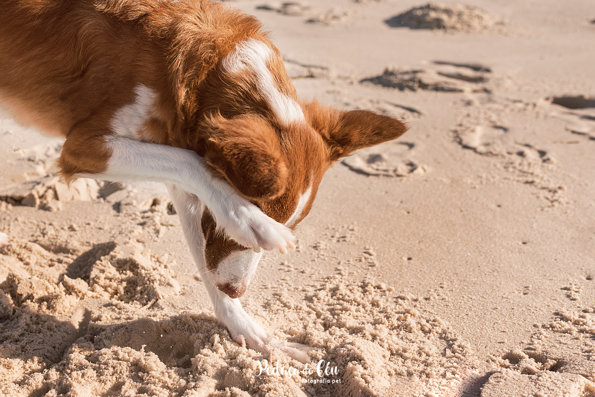 Ensaio pet na Praia do Pepê Barra da Tijuca com o Tico