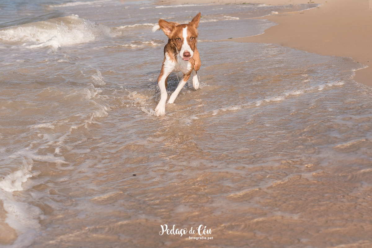 Ensaio pet na Praia do Pepê Barra da Tijuca com o Tico