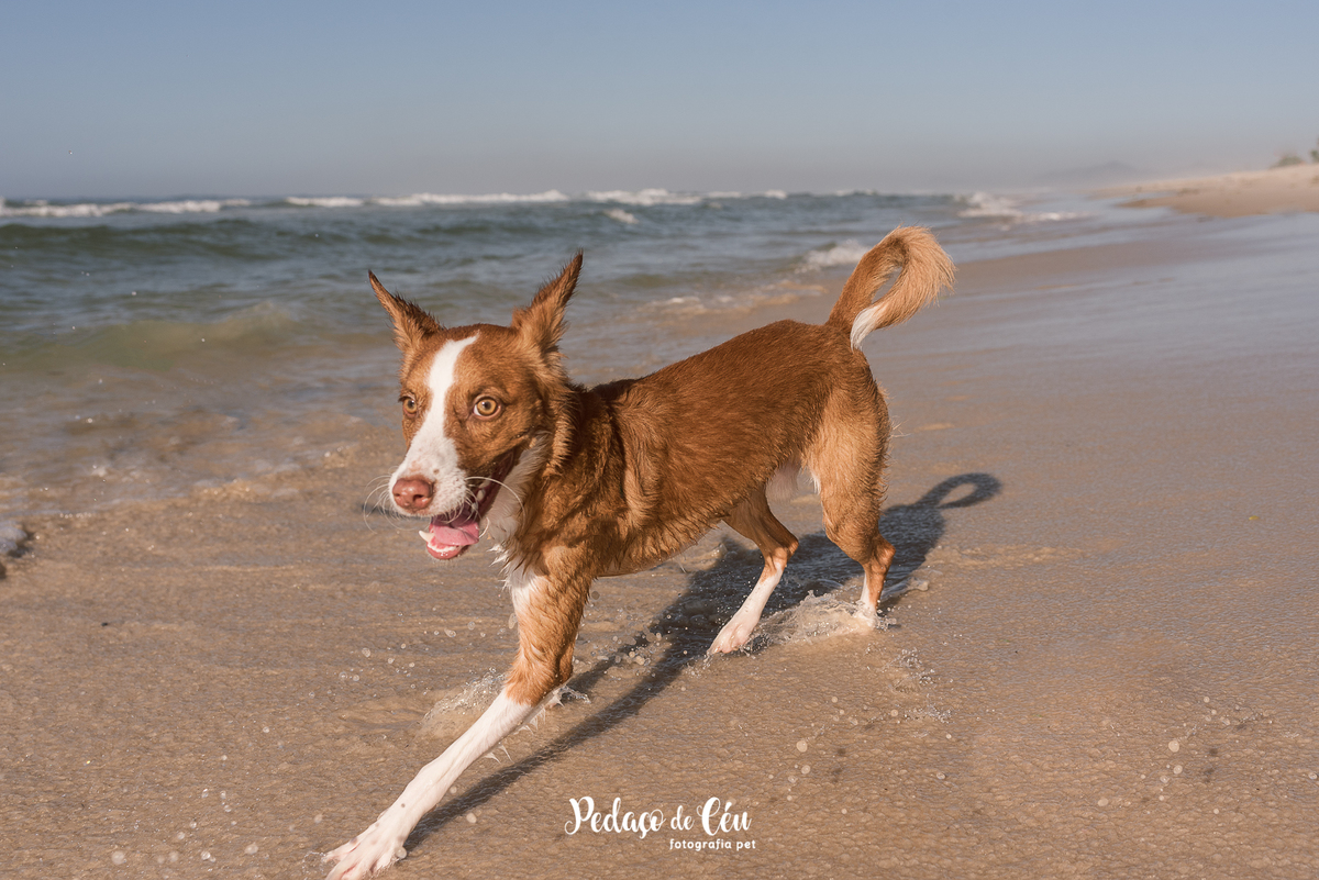 Ensaio pet na Praia do Pepê Barra da Tijuca com o Tico