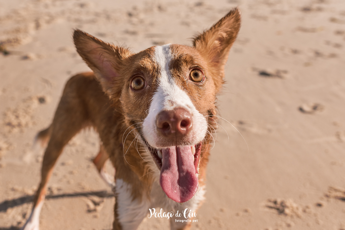 Ensaio pet na Praia do Pepê Barra da Tijuca com o Tico