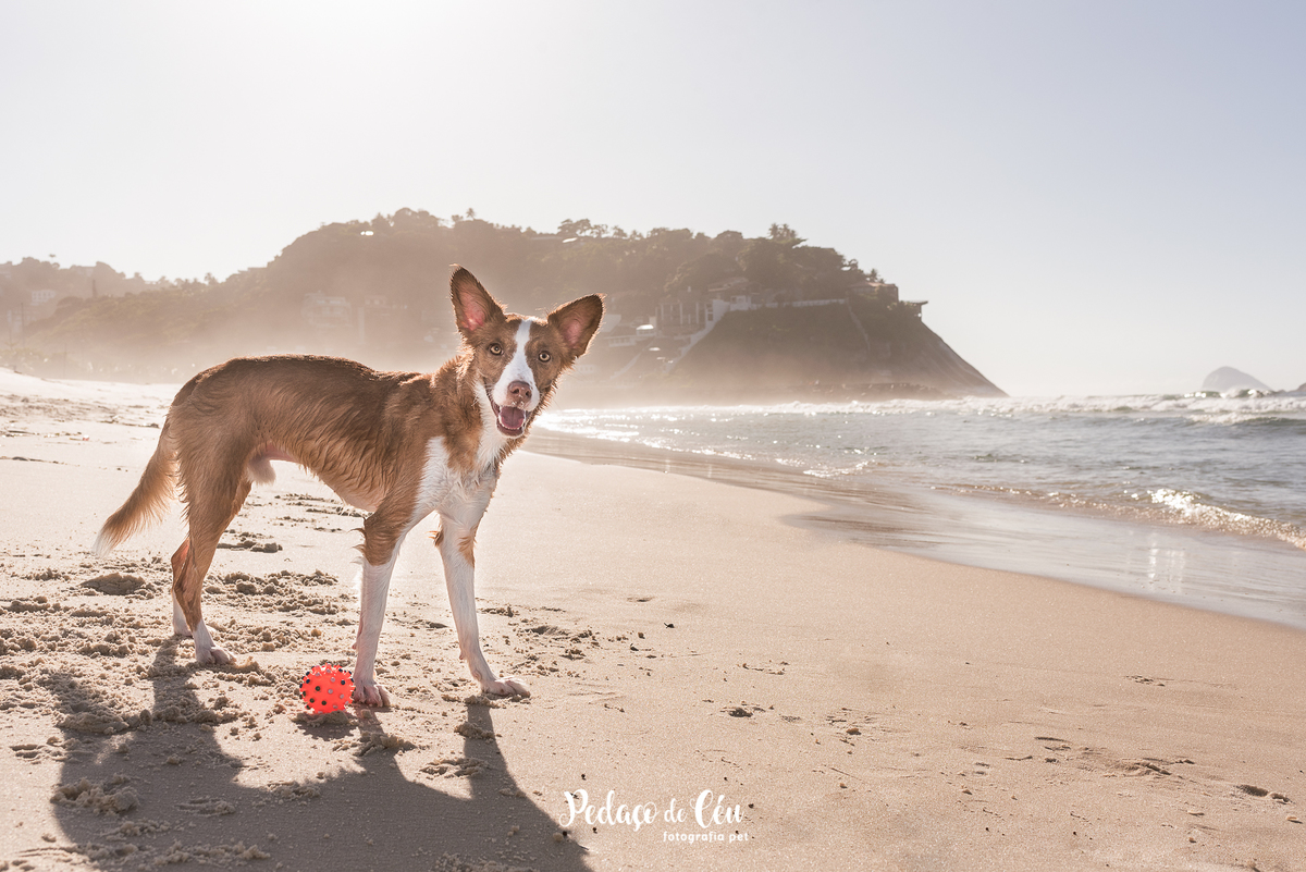 Ensaio pet na Praia do Pepê Barra da Tijuca com o Tico