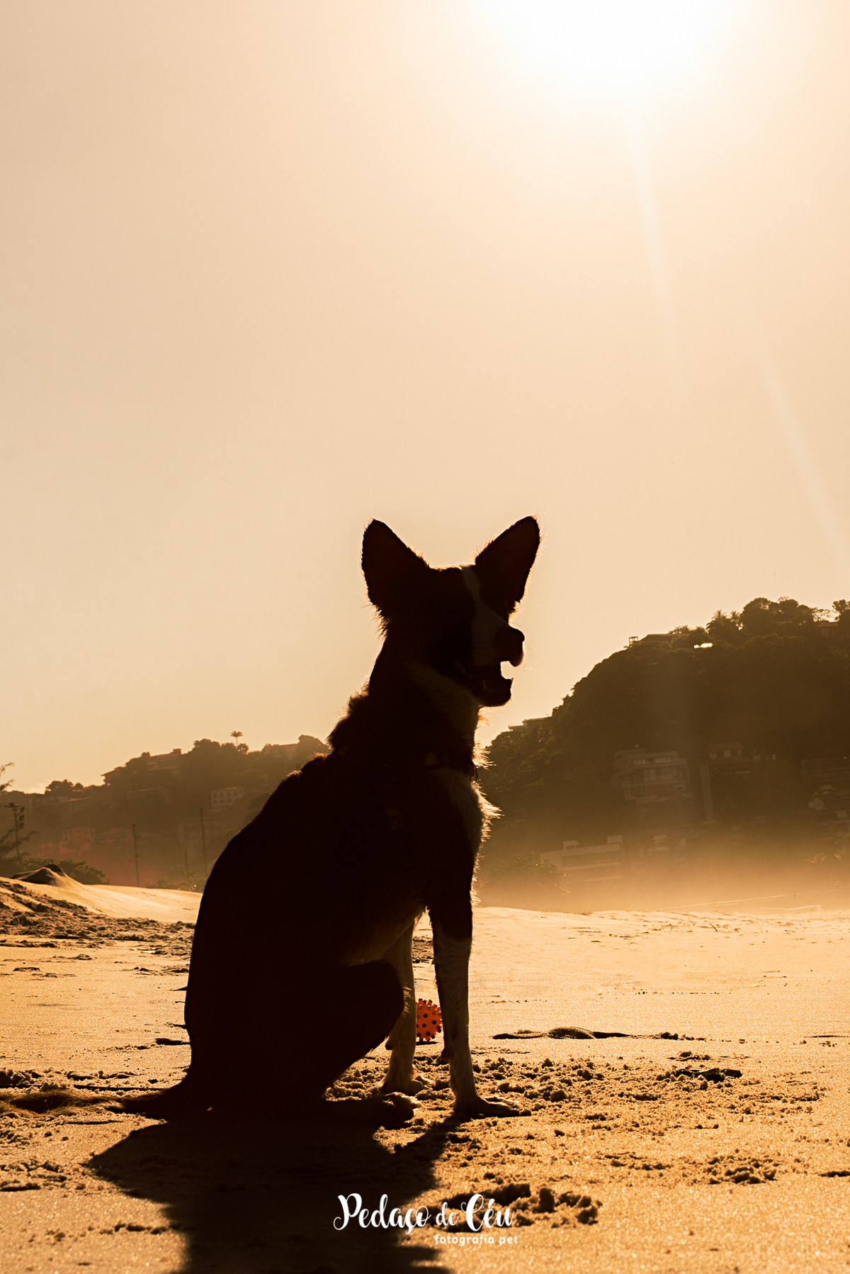 Ensaio pet na Praia do Pepê Barra da Tijuca com o Tico