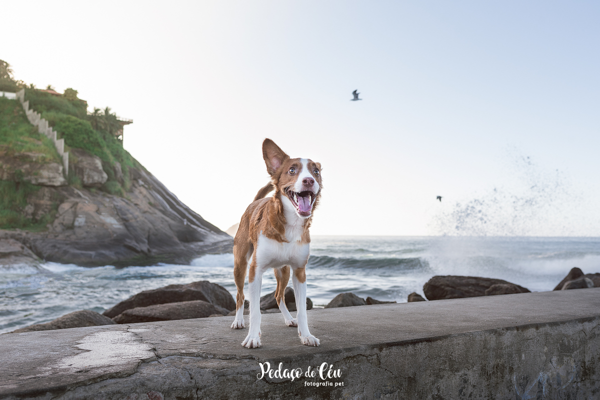 Ensaio pet no Pier da Barra com o Tico