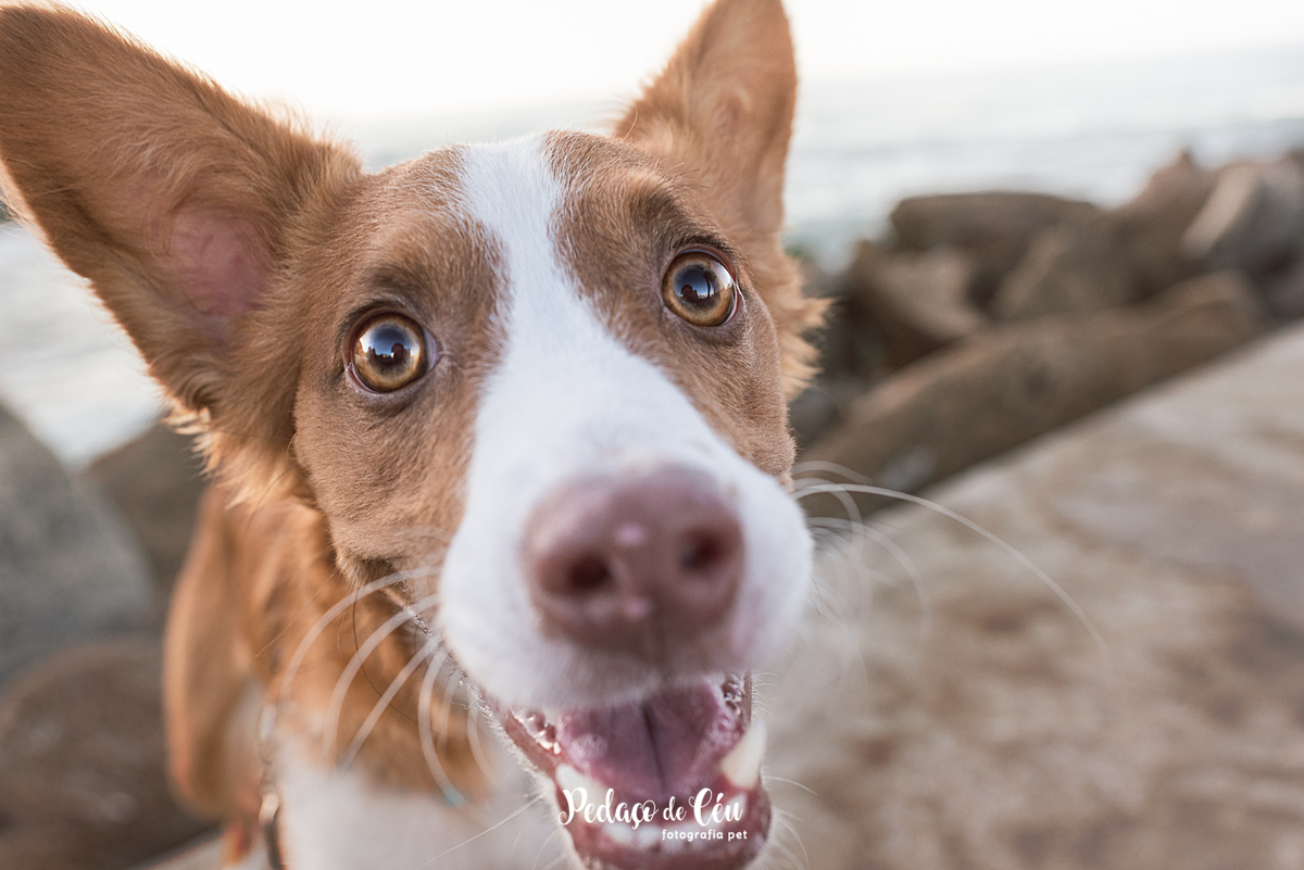 Ensaio pet no Pier da Barra com o Tico