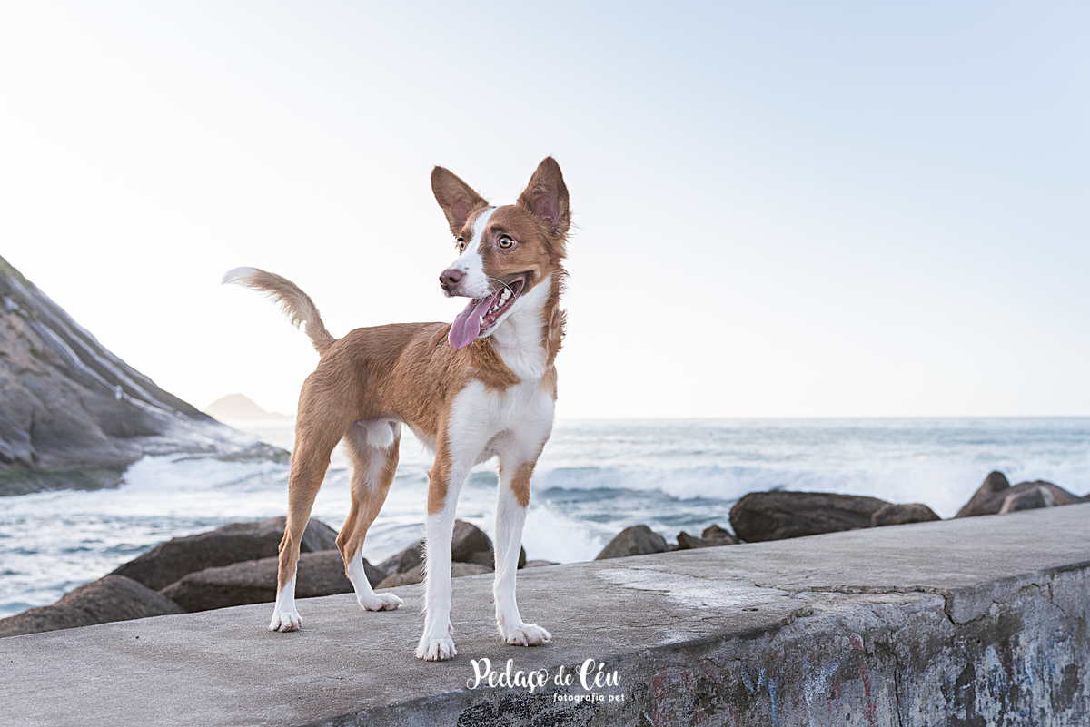 Ensaio pet no Pier da Barra com o Tico