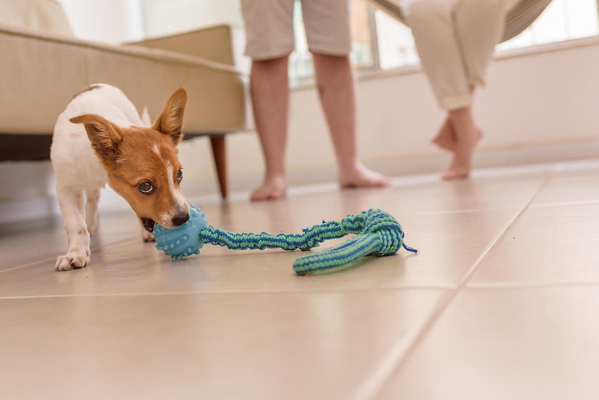 Ensaio Pet Acompanhamento em casa