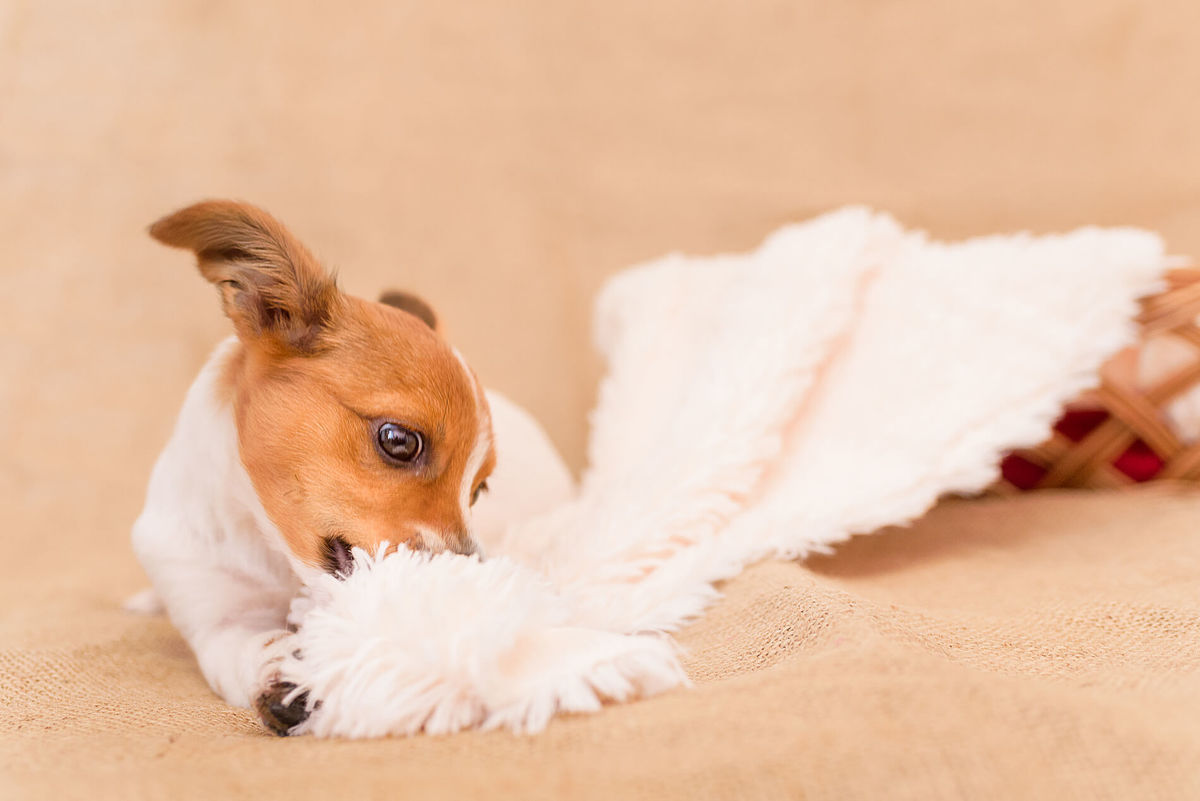 Ensaio Pet Acompanhamento Lili