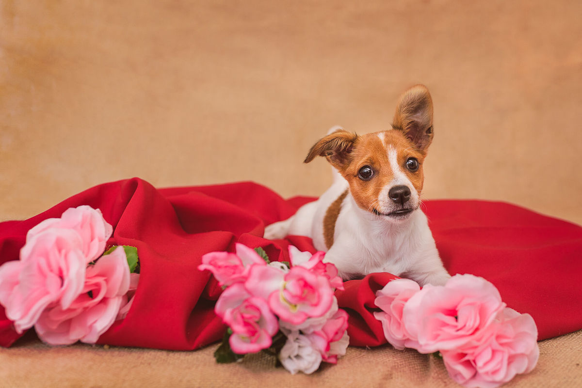 Ensaio Pet Acompanhamento estúdio em casa