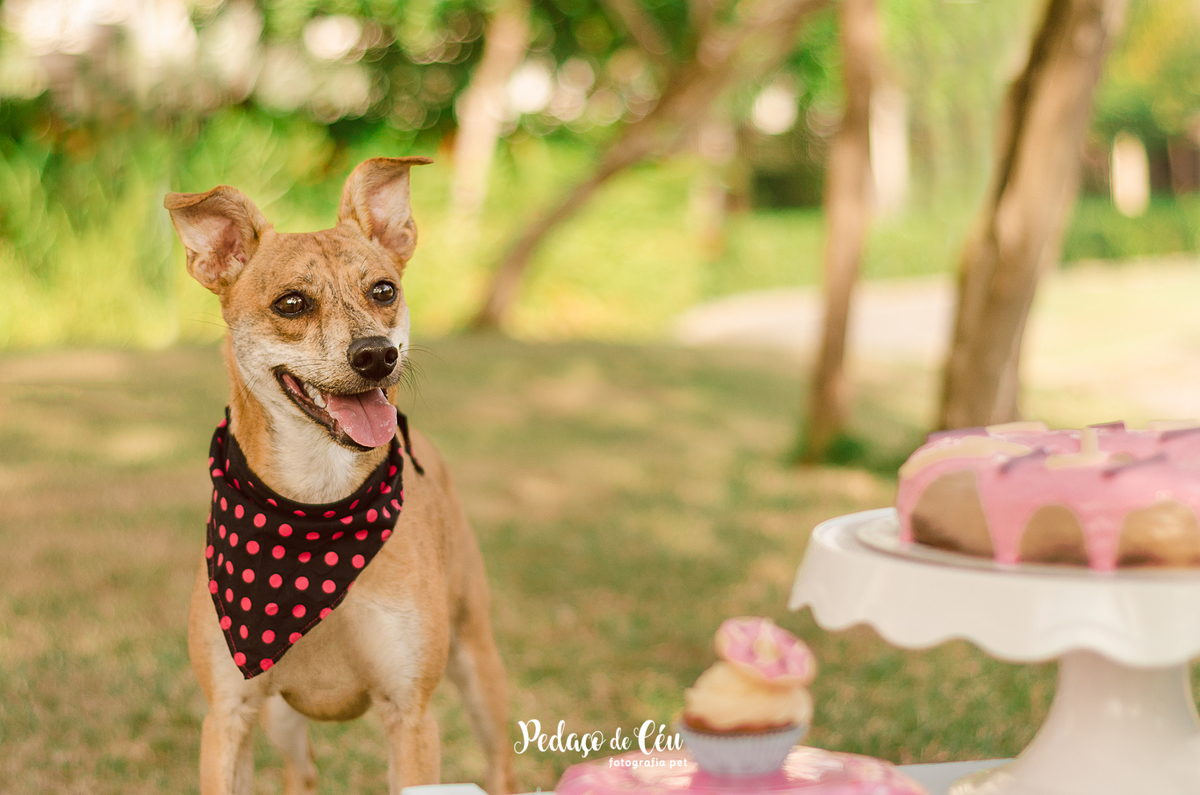 Gaia 1 ano Smash The Cake