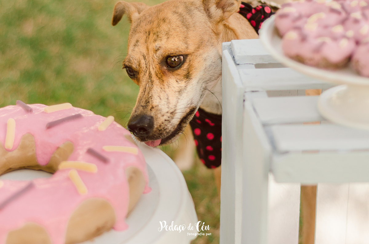 Gaia 1 ano Smash The Cake