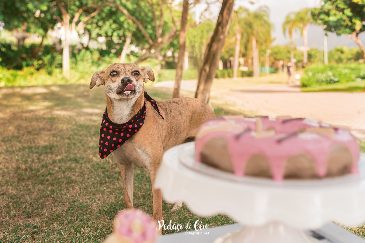 Gaia 1 ano Smash The Cake