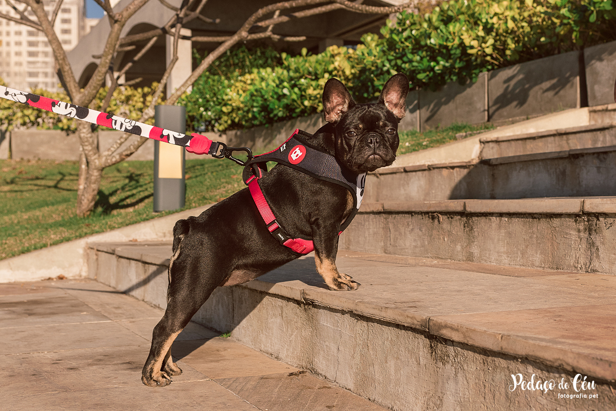 ensaio acompanhamento pet no Aterro do Flamengo
