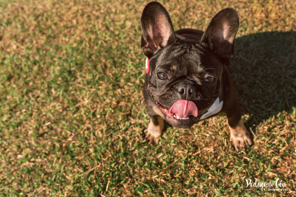 ensaio acompanhamento pet no Aterro do Flamengo