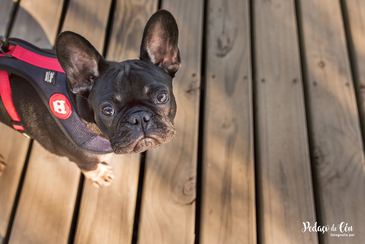 ensaio acompanhamento pet no Aterro do Flamengo
