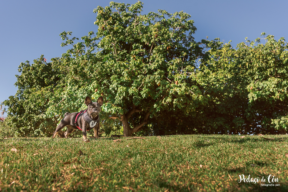 ensaio acompanhamento pet no Aterro do Flamengo