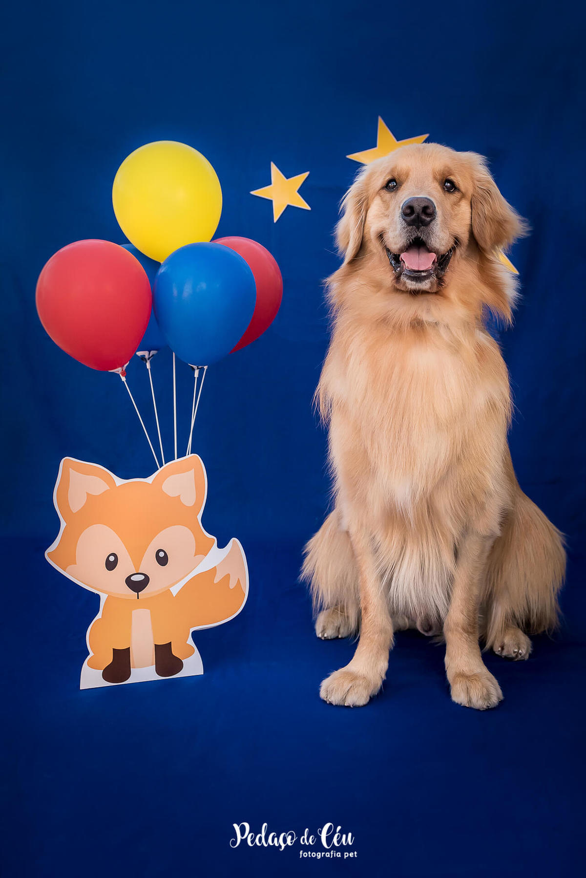 ensaio pet smash the cake de aniversário