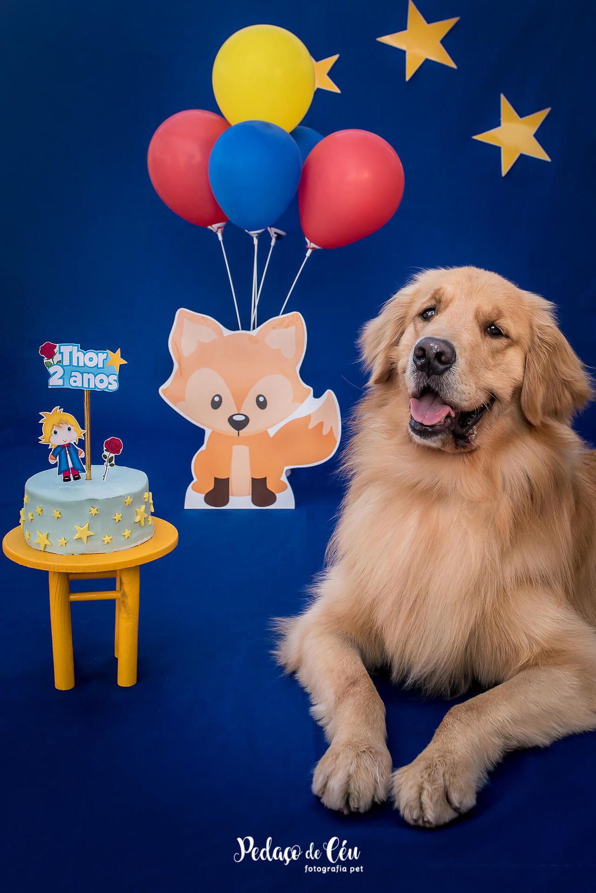 ensaio pet smash the cake de aniversário