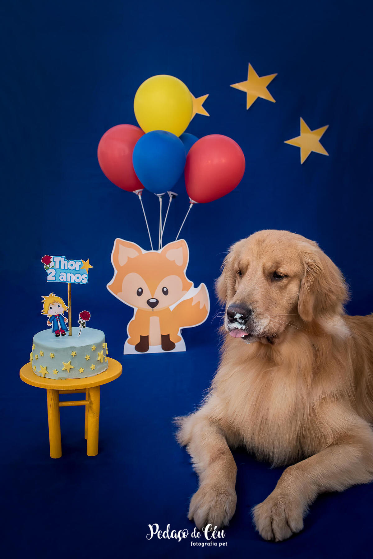 ensaio pet smash the cake de aniversário