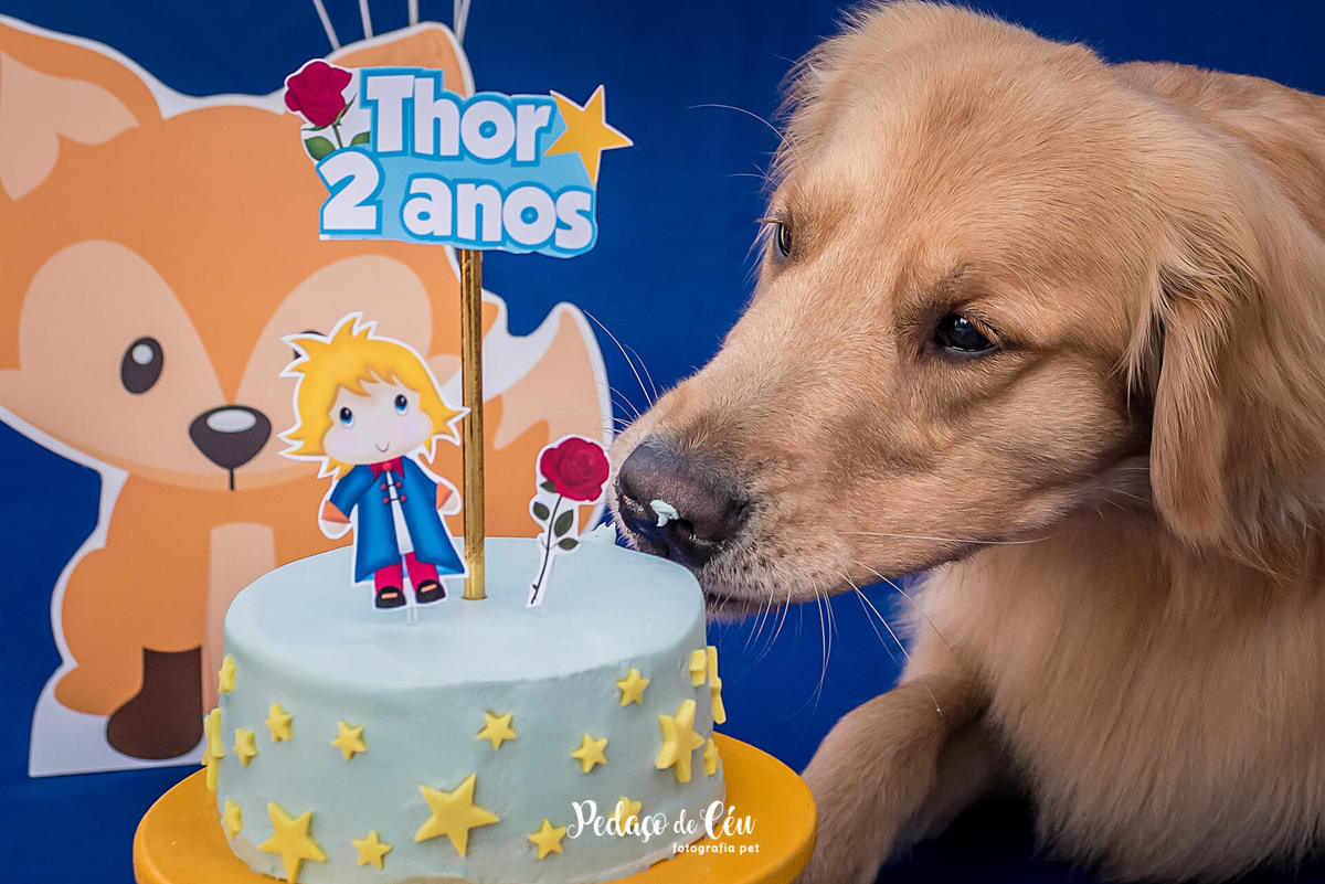 ensaio pet smash the cake de aniversário