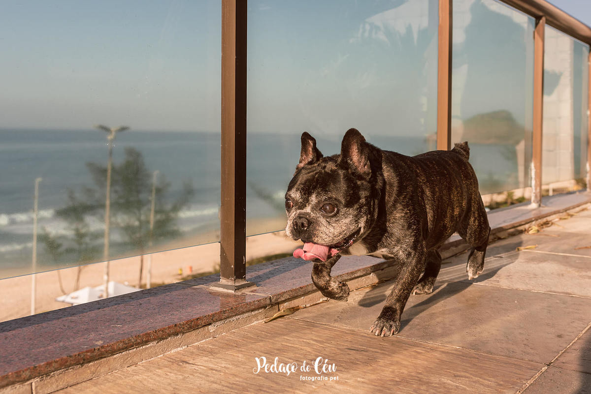 Ensaio pet barra da tijuca