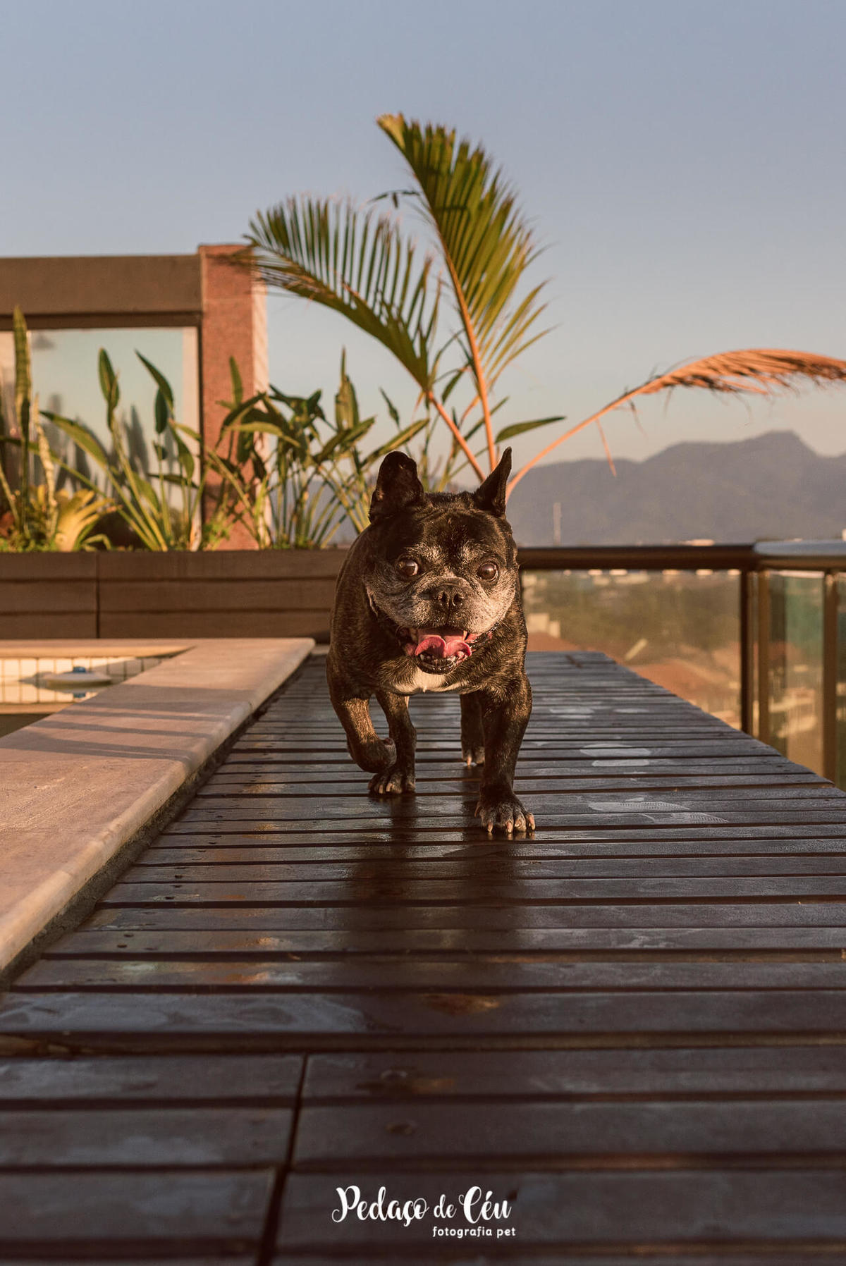 Ensaio pet barra da tijuca