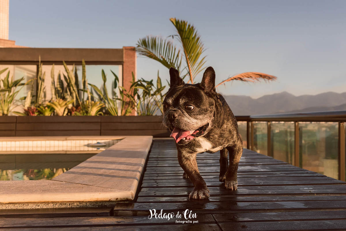 Ensaio pet barra da tijuca