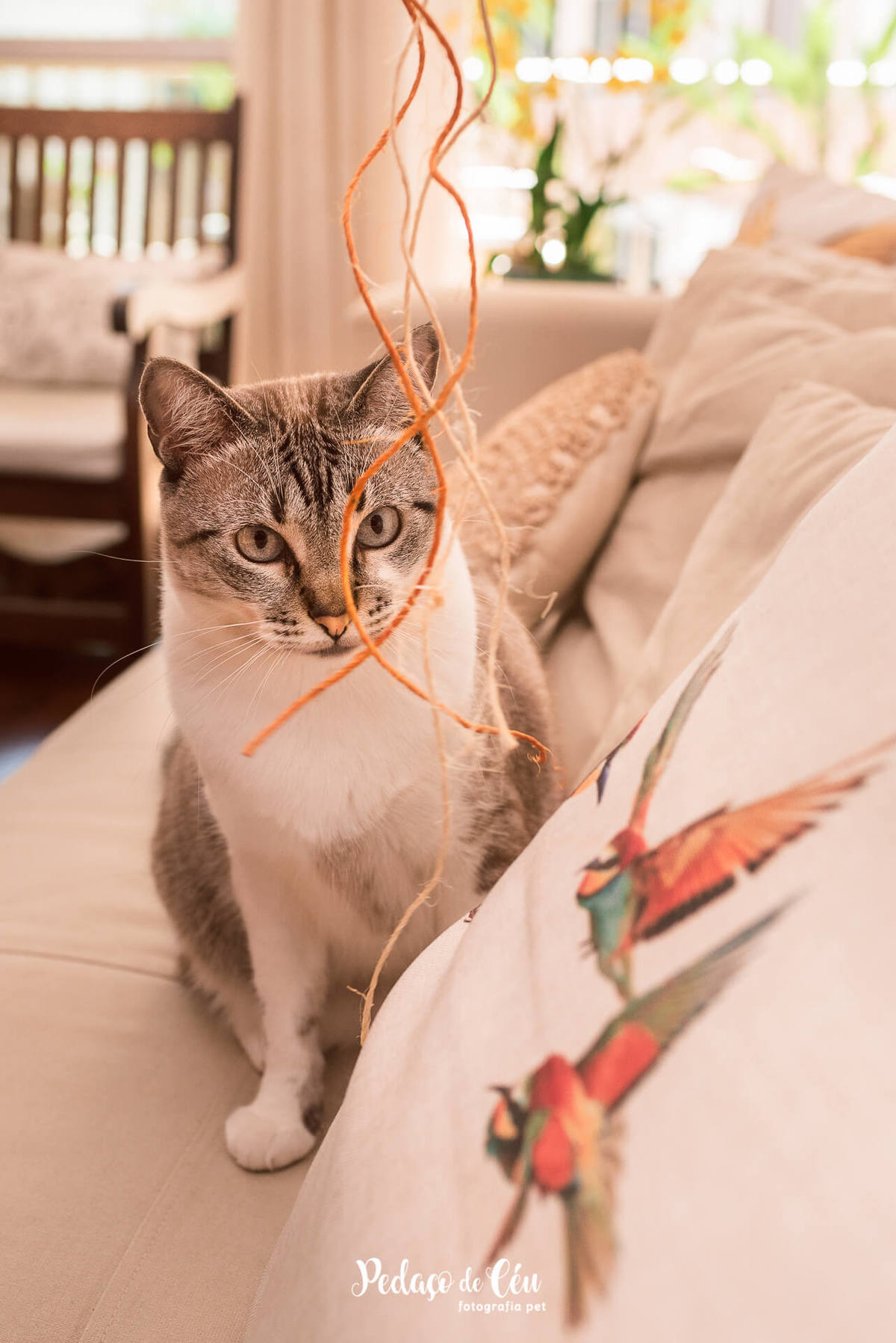 Ensaio pet com gatos