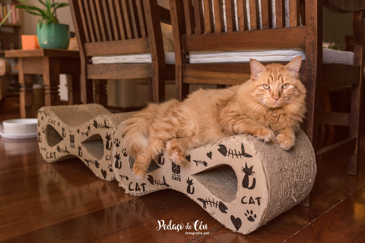 Ensaio pet com gatos