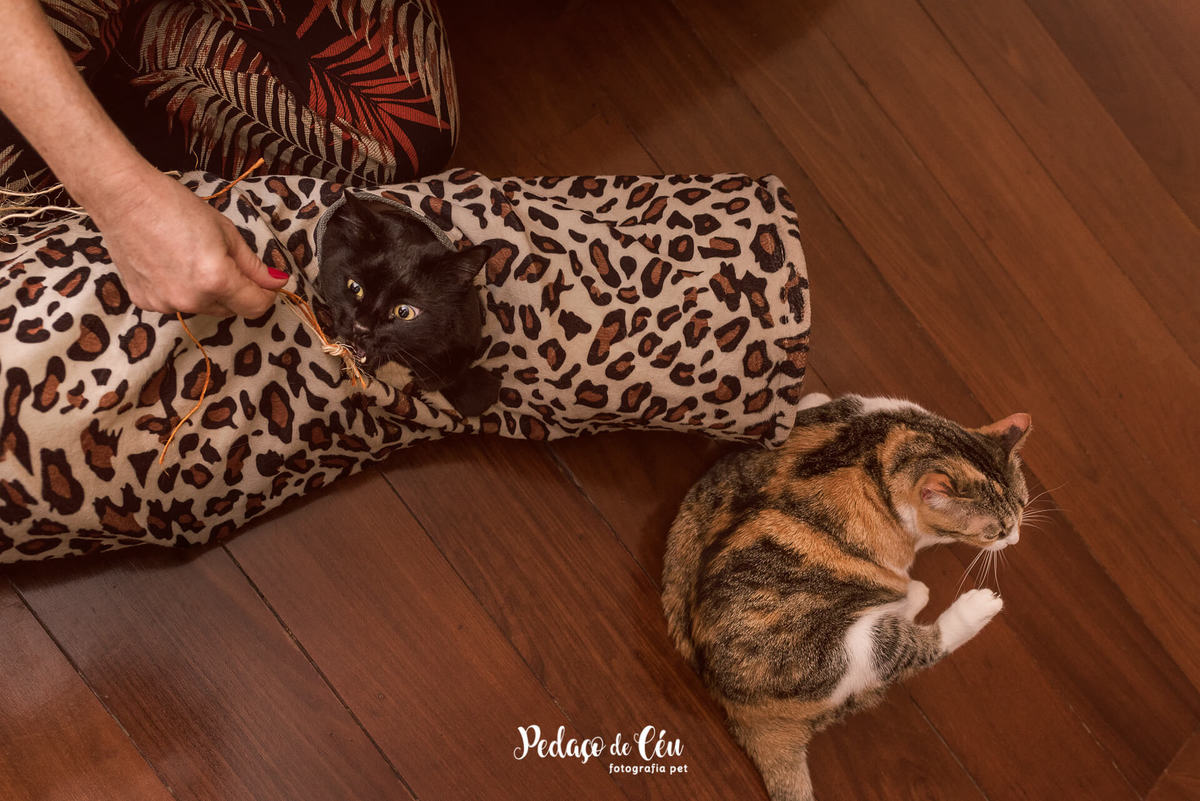 Ensaio pet com gatos