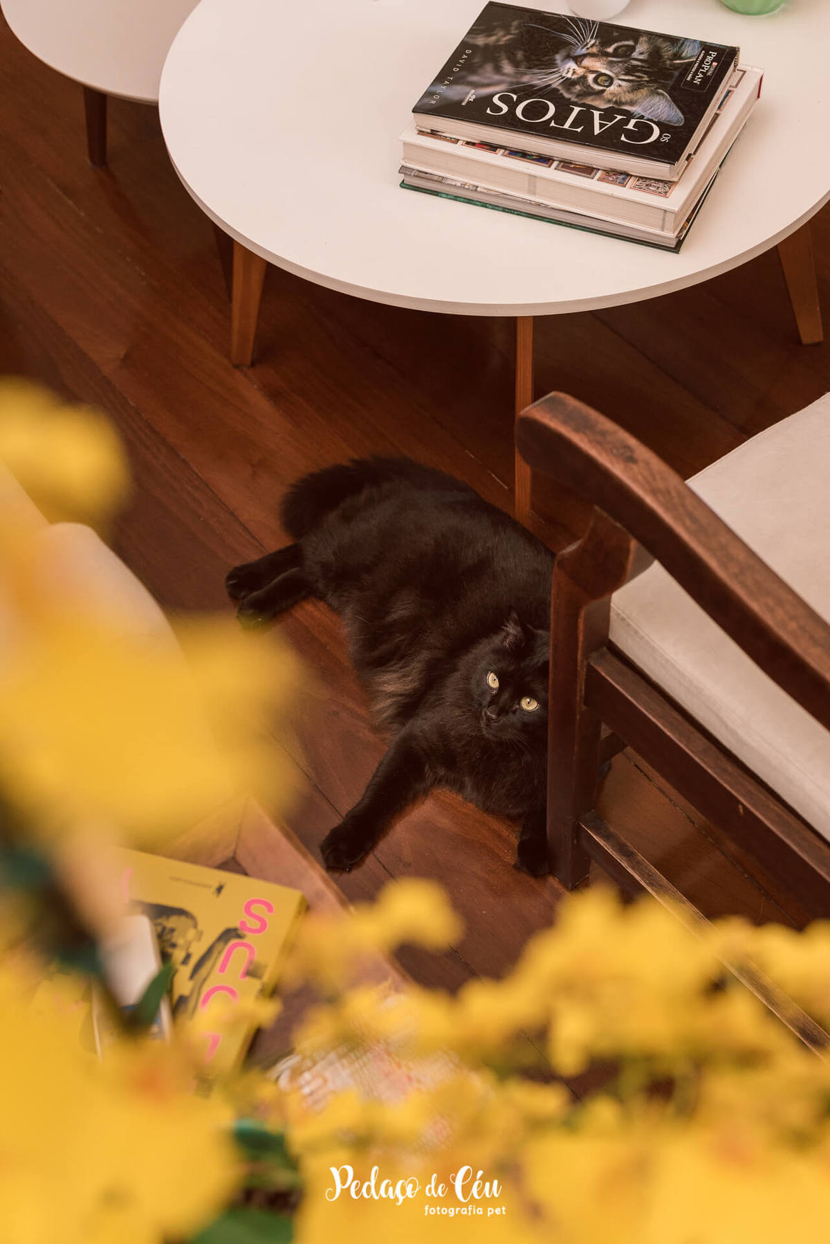 Ensaio pet com gatos