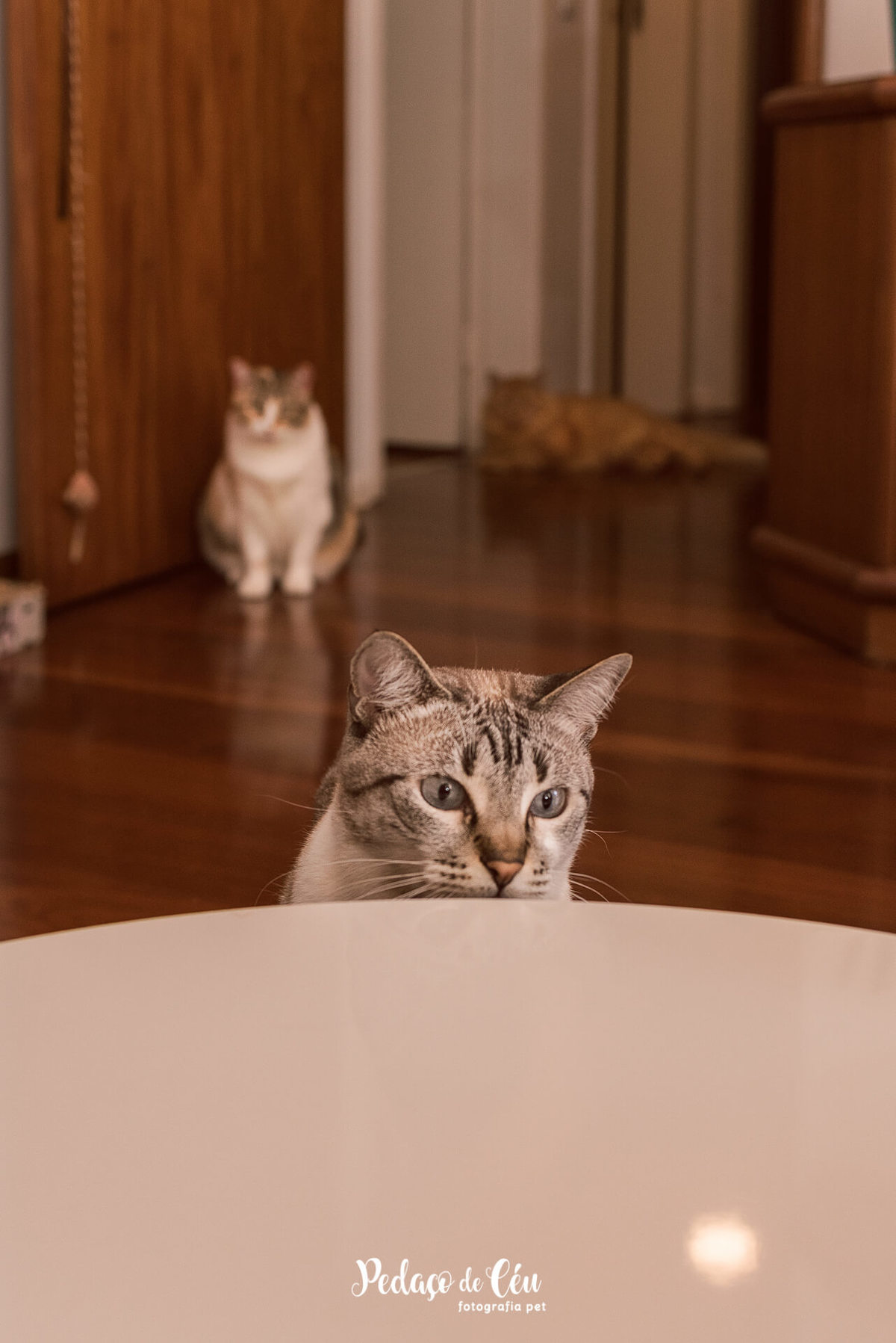 Ensaio pet com gatos