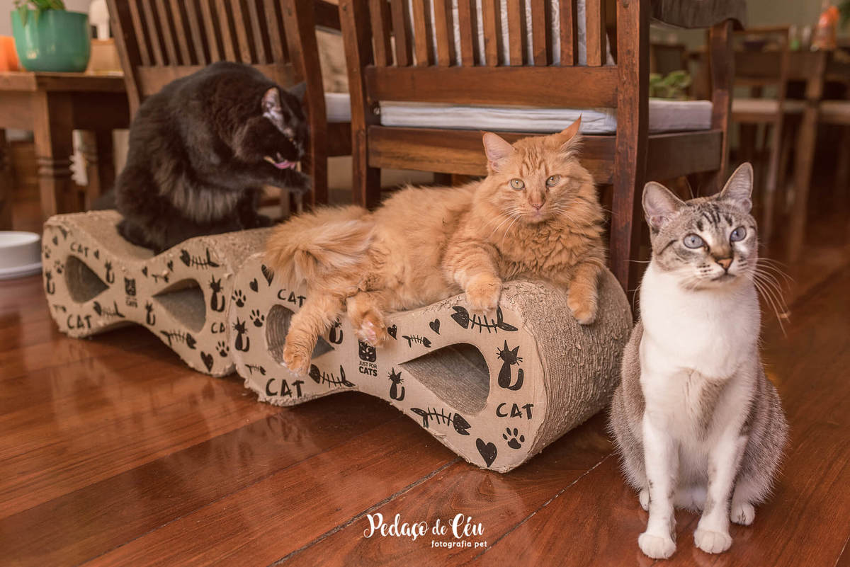 Ensaio pet com gatos