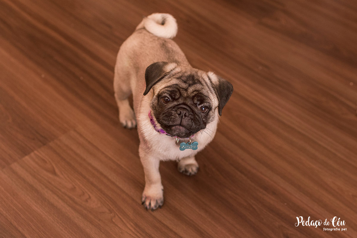 ensaio pet acompanhamento rj